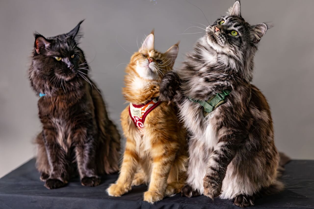 Qu'est-ce qu'un Maine Coon polydactyle et d'où vient ce trait ?