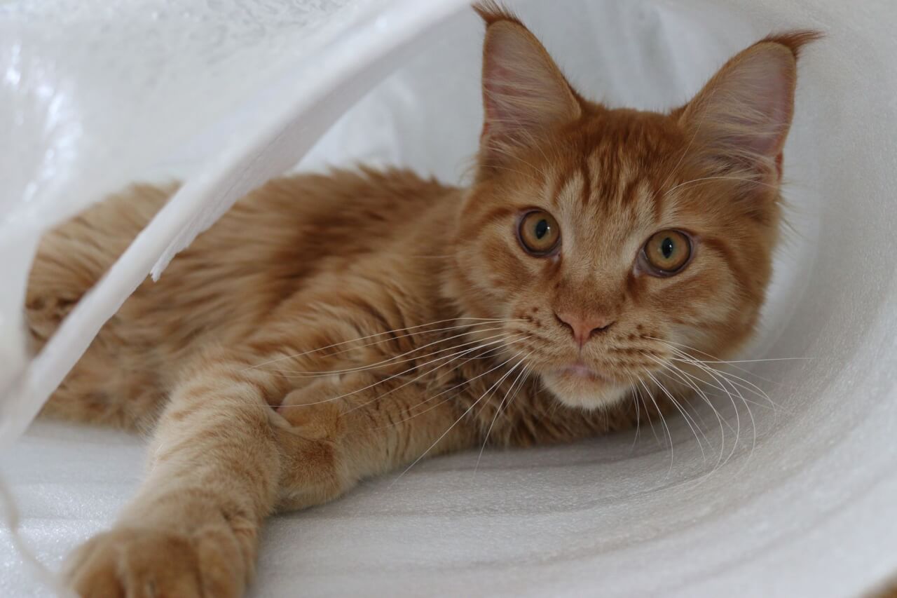 Maine Coon Polydactyle : 7 Doigts, Origine et Entretien