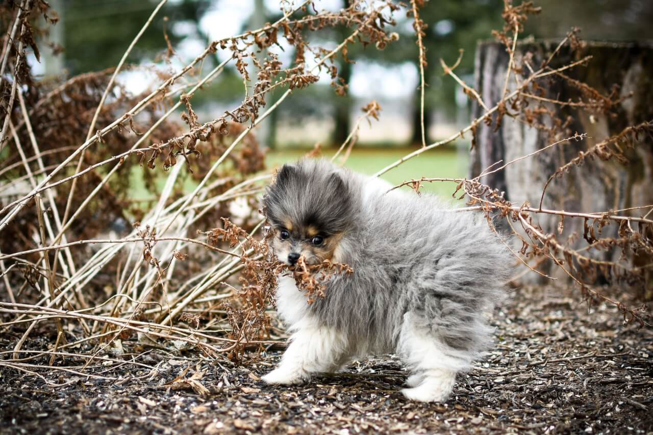 Pourquoi le Spitz nain nécessite un toiletteur spécialisé