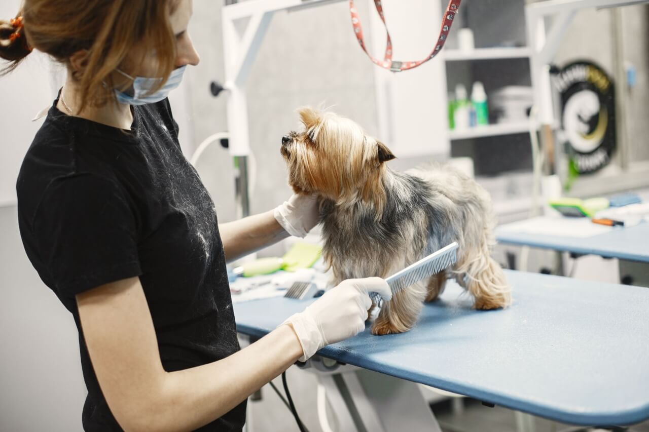 Que comprend une séance de toilettage professionnel pour Spitz nain