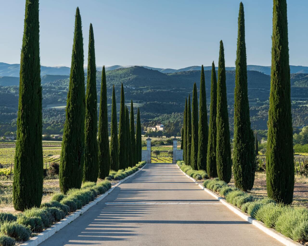 Cyprès de Provence vs cyprès d'Italie ou de Florence : quelles différences