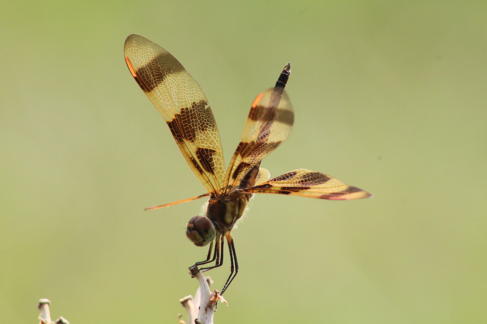 Morphologie : quatre insectes, quatre silhouettes bien distinctes