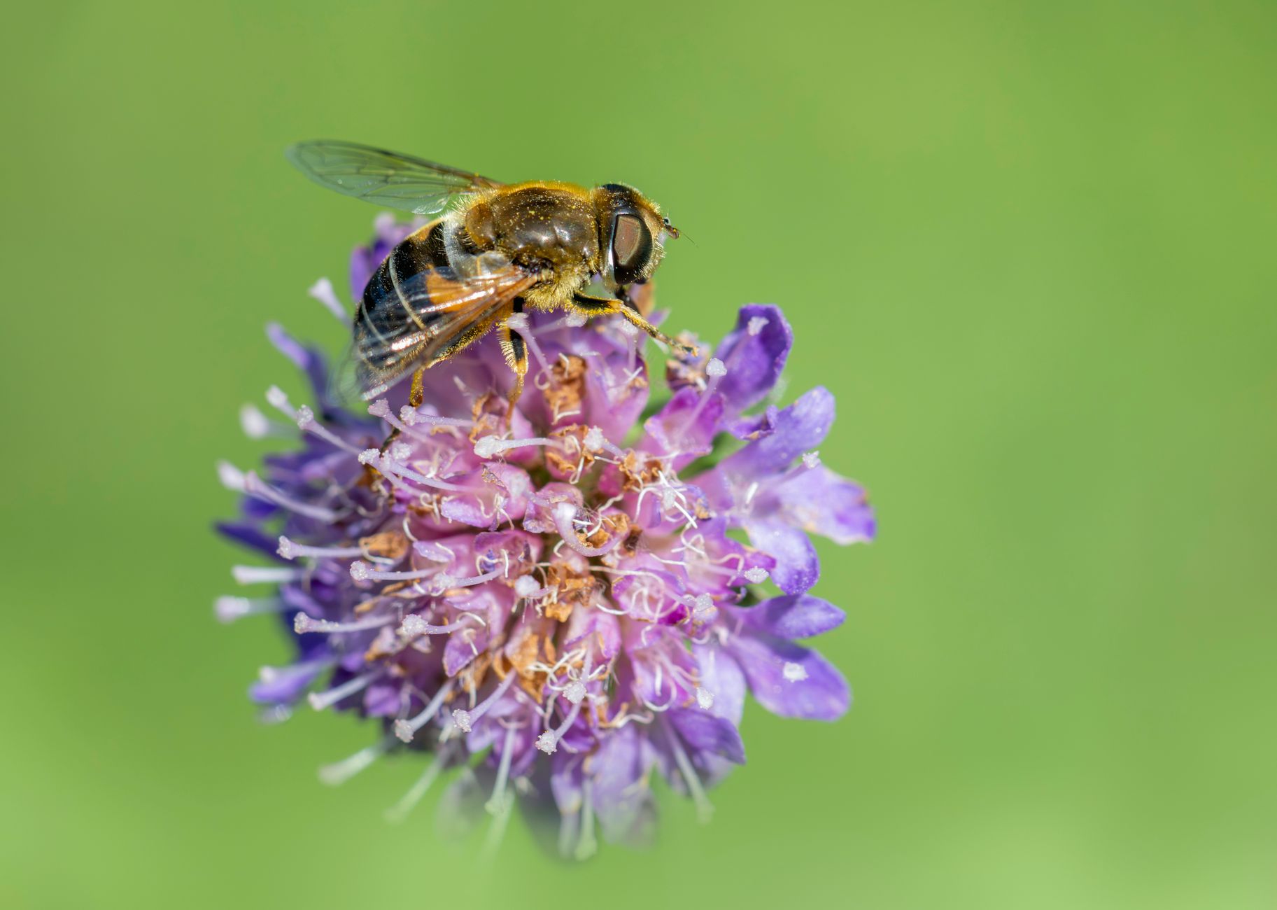 Rôle écologique : qui pollinise quoi, et dans quelle mesure