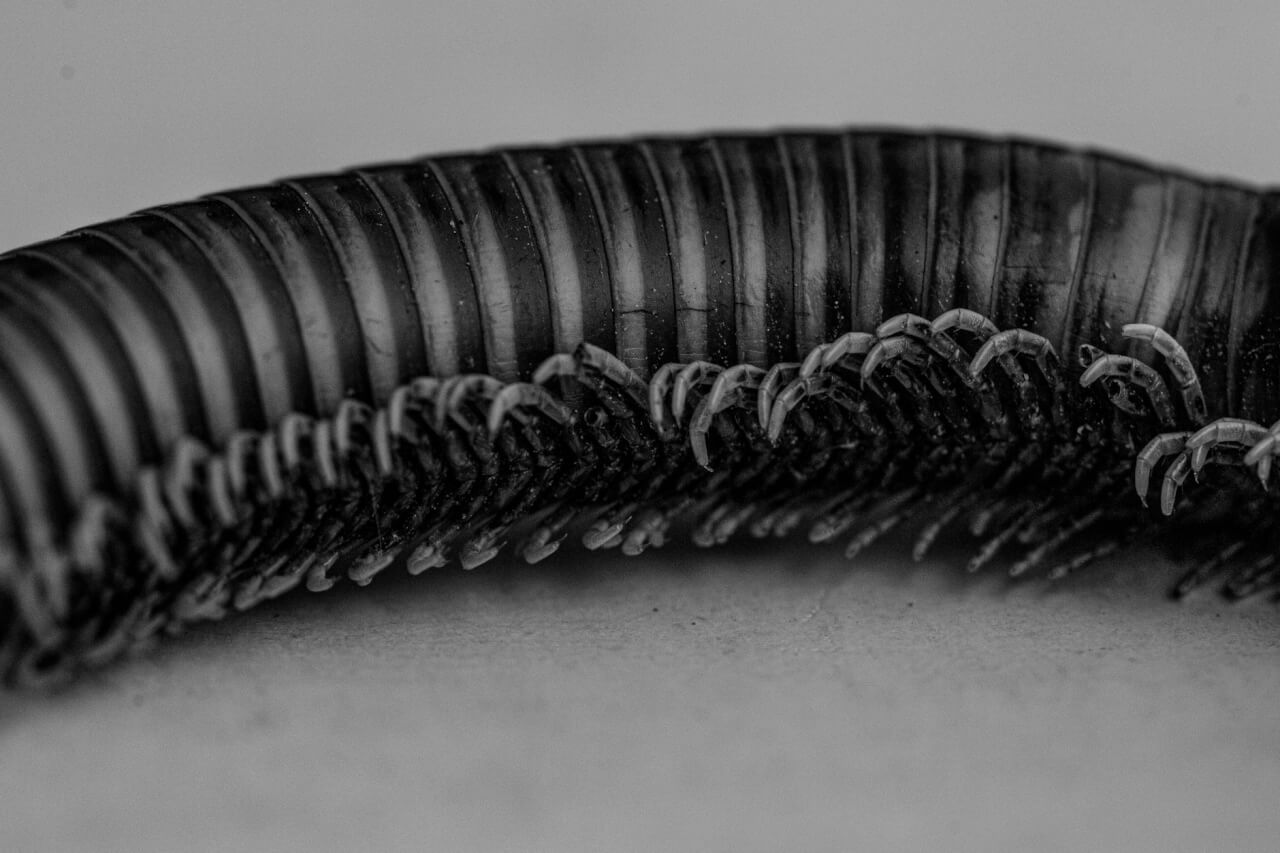 Le thorax : trois segments et des pattes remarquables