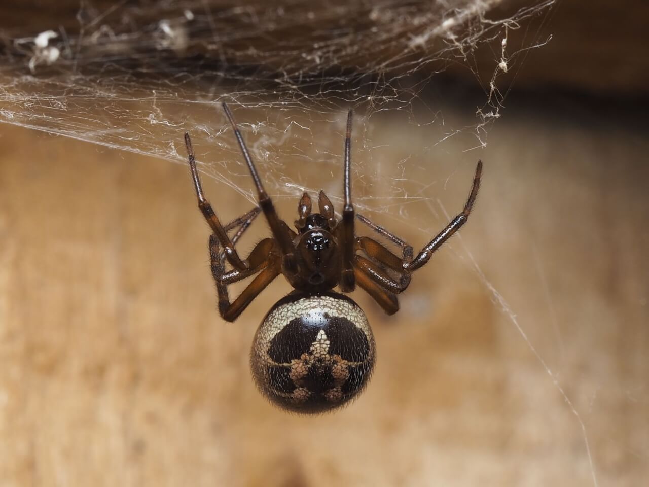 Identification de la recluse brune : les signes distinctifs à connaître