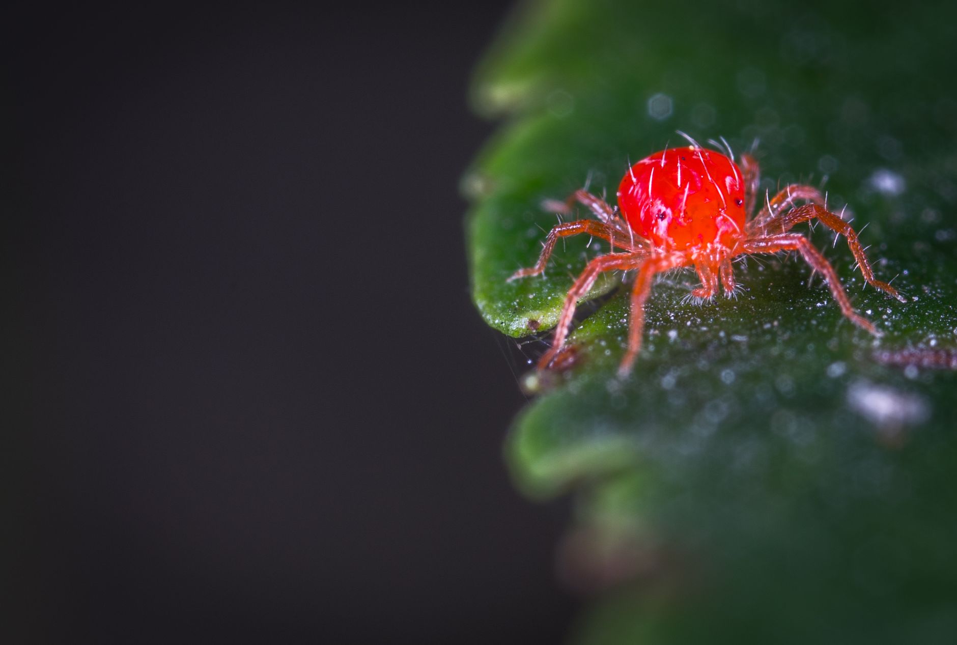 Ce que sont réellement les araignées rouges : identification précise