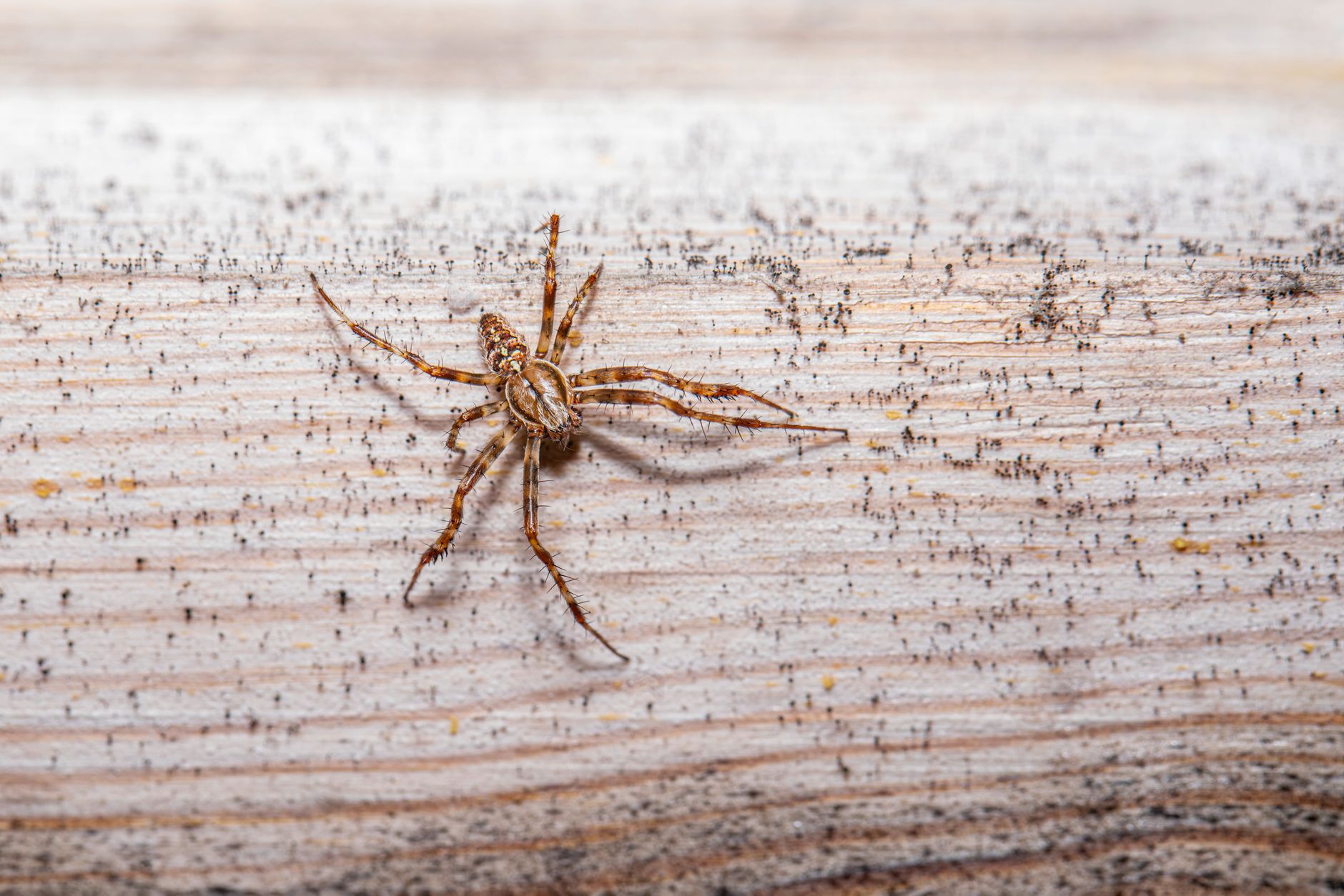 Araignées Rouges sur Terrasse : Identification et Cycle de Vie Expliqués