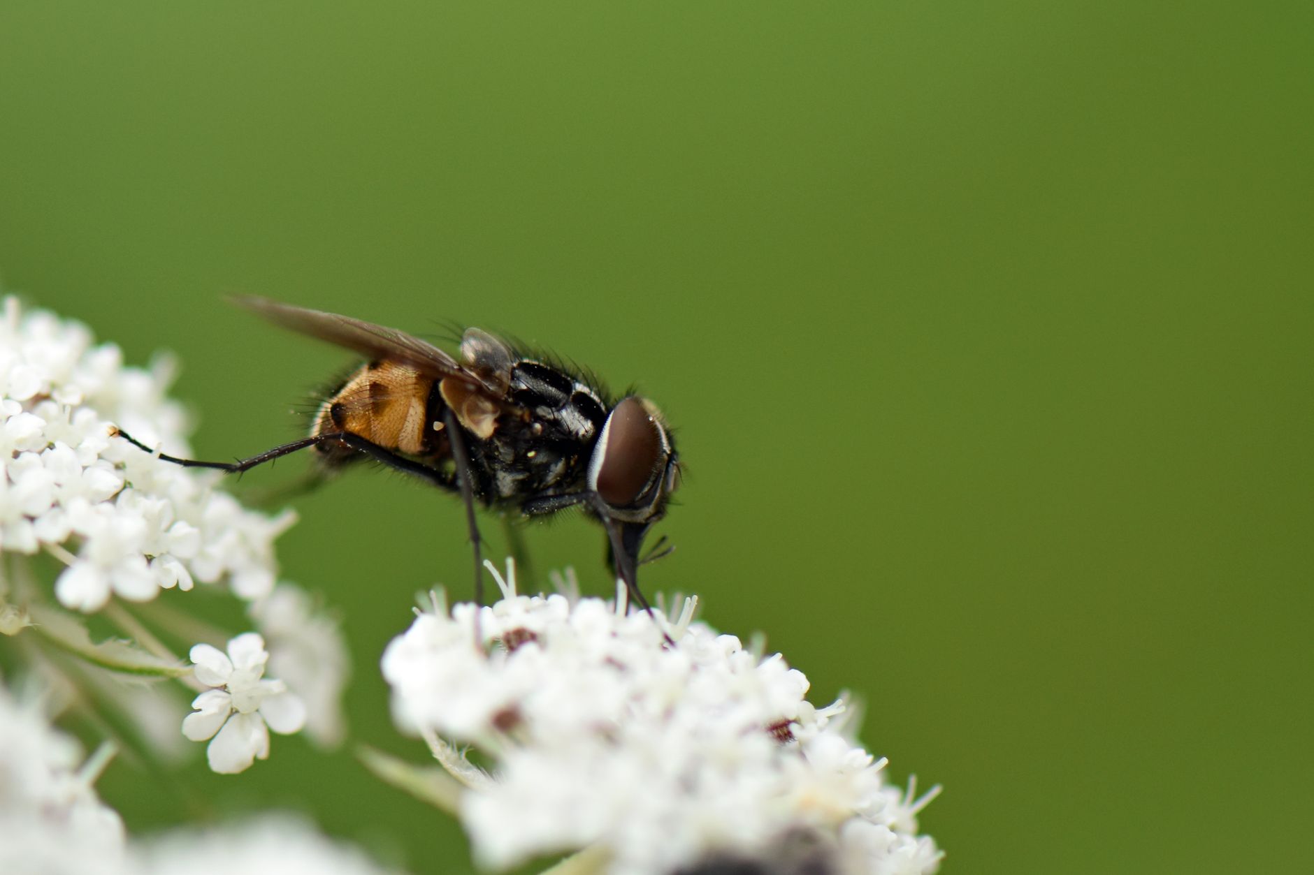 Bombe Anti-Mouche : Guide Complet pour Choisir et Utiliser le Bon Produit