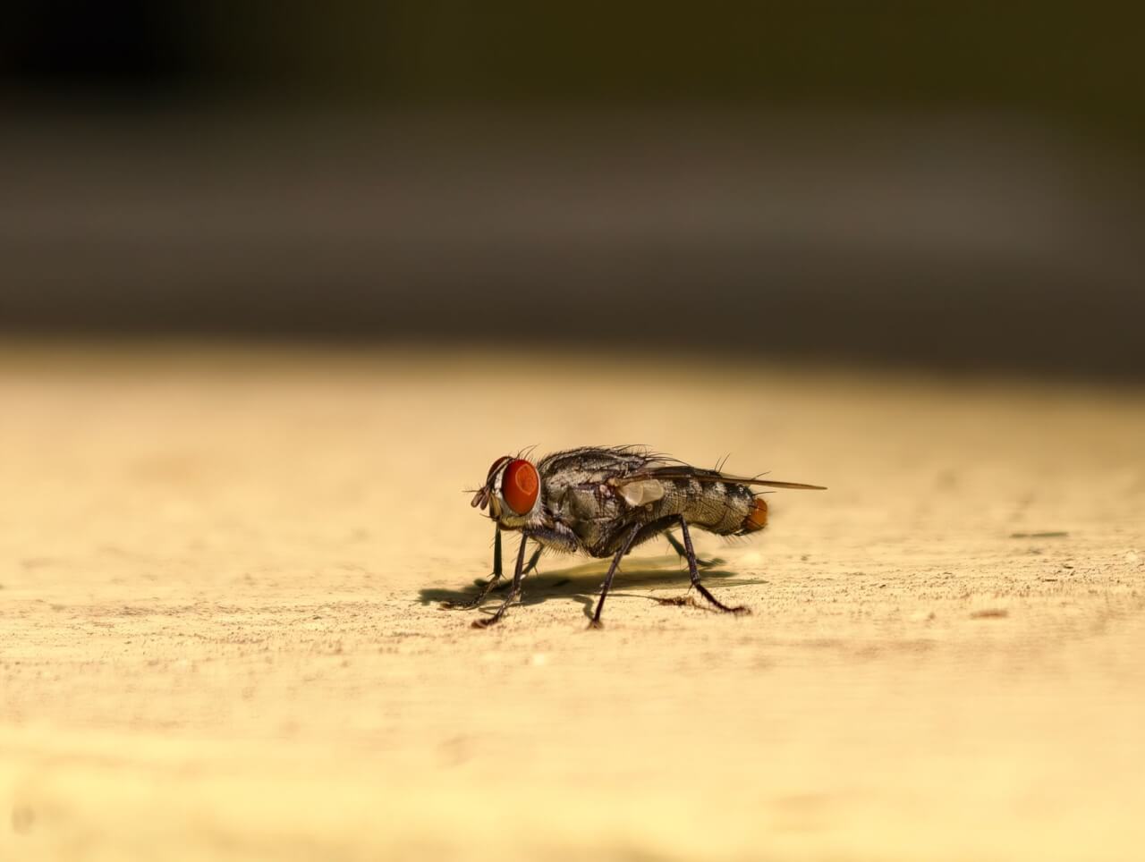 Bombe Mouche : Pourquoi Seule Elle Ne Suffit Jamais