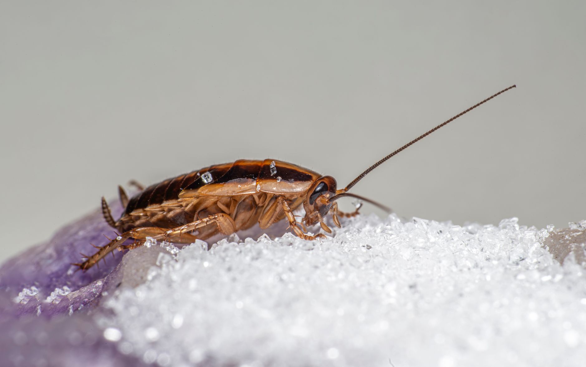 Les espèces de cafards les plus fréquentes en été en France