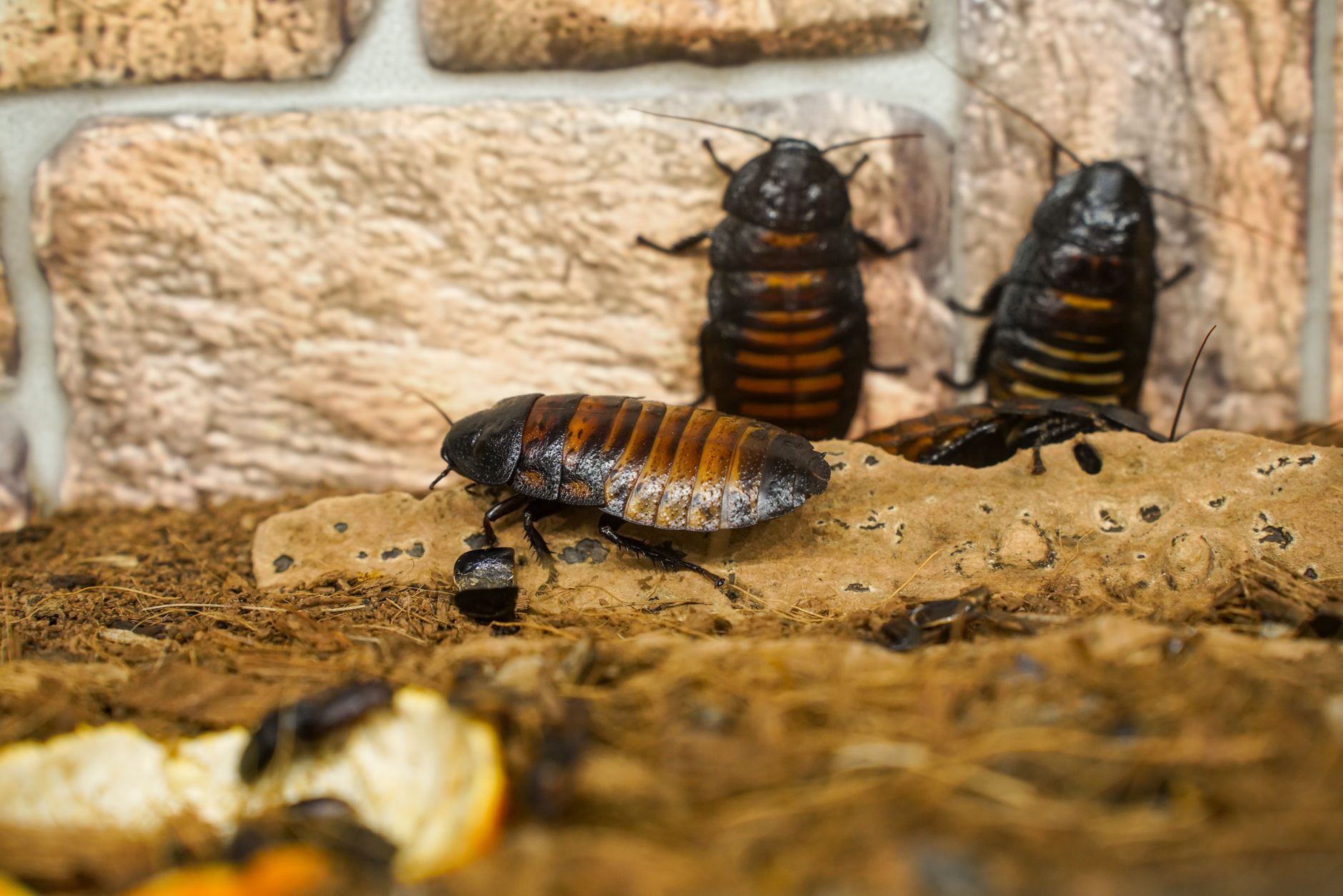 Comment les cafards entrent dans les maisons en été