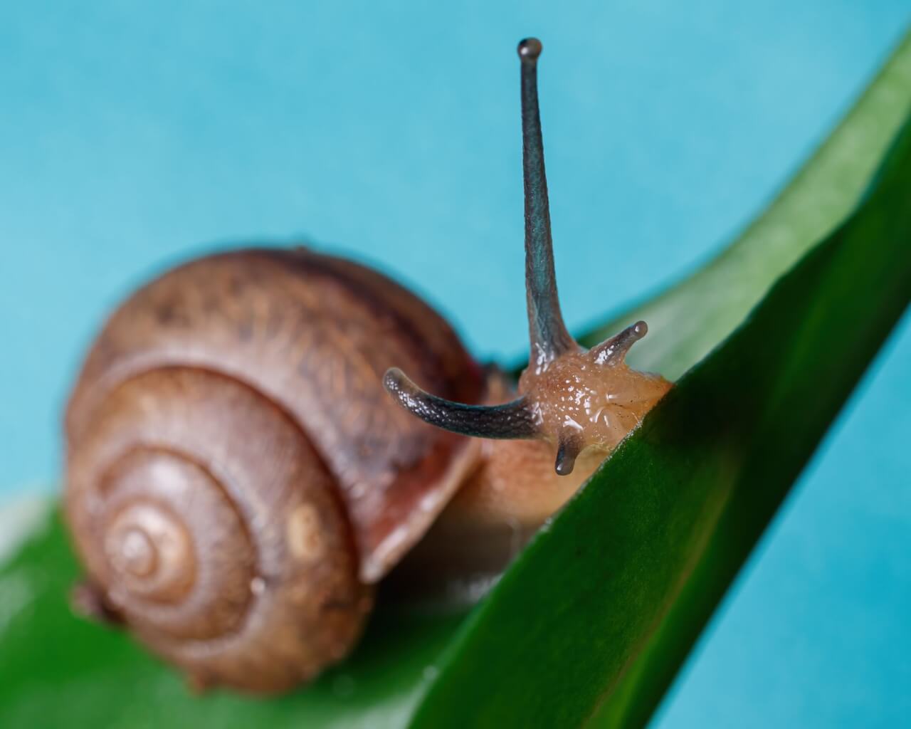 Biologie et cycle de vie : pourquoi les cafards sont si difficiles à éliminer