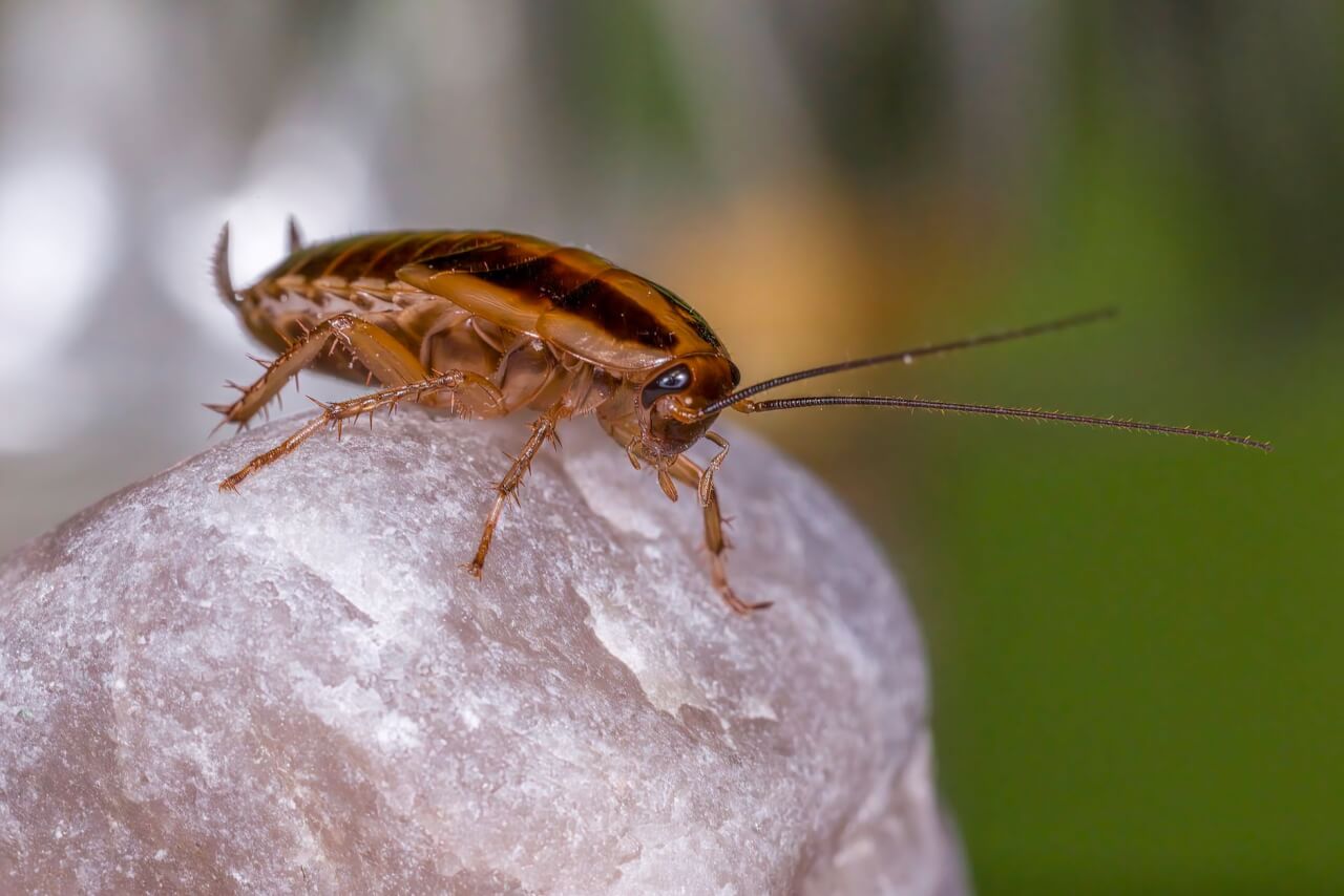 Causes d'infestation en France : pourquoi les grandes villes sont particulièrement exposées