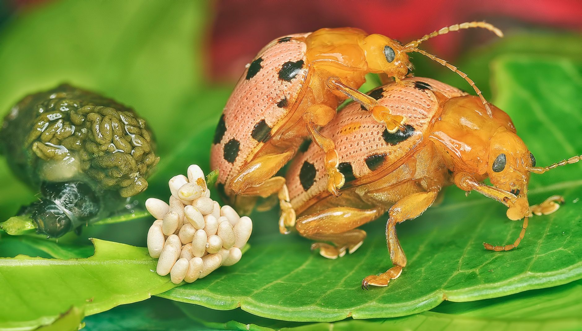 Reproduction et dynamique des populations : pourquoi ça explose si vite