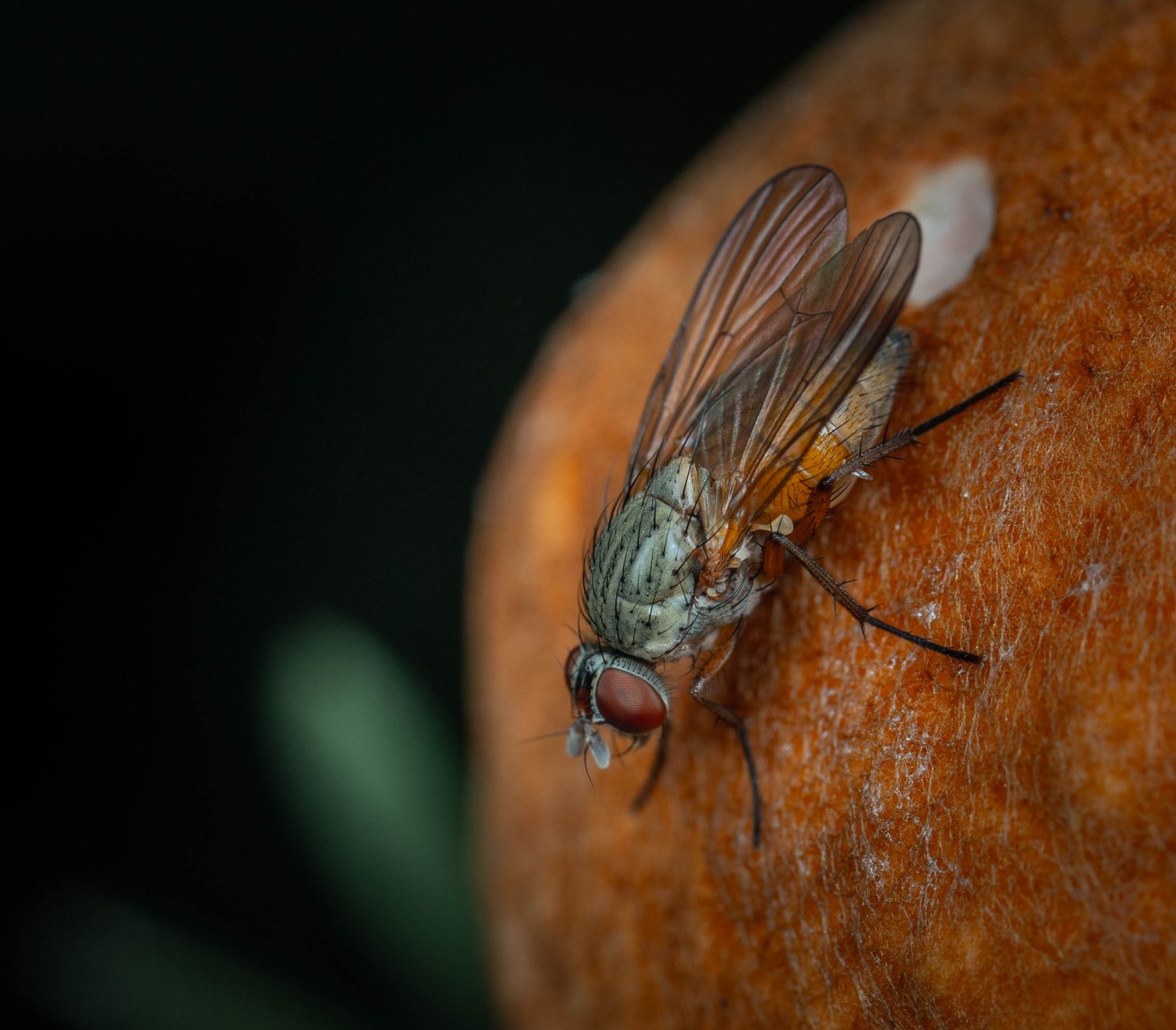 Ce qu'est réellement la colle mouche et comment elle fonctionne