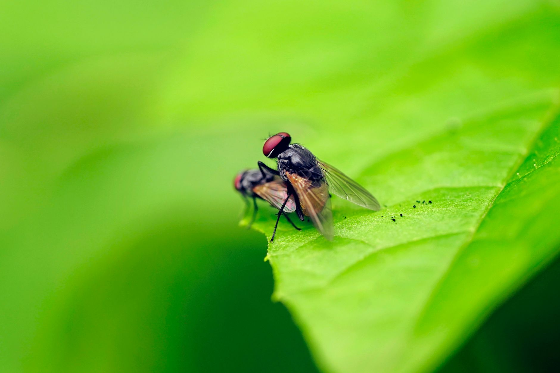 Colle Mouche : Guide Complet pour Capturer les Insectes Efficacement