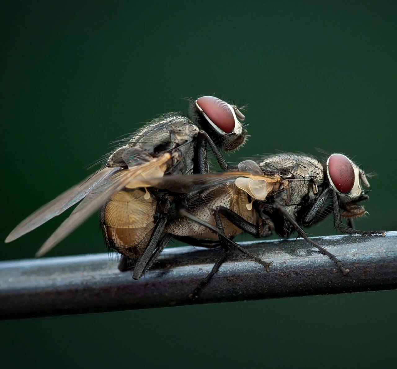 Pourquoi les mouches sont attirées par certains stimuli et pas d'autres