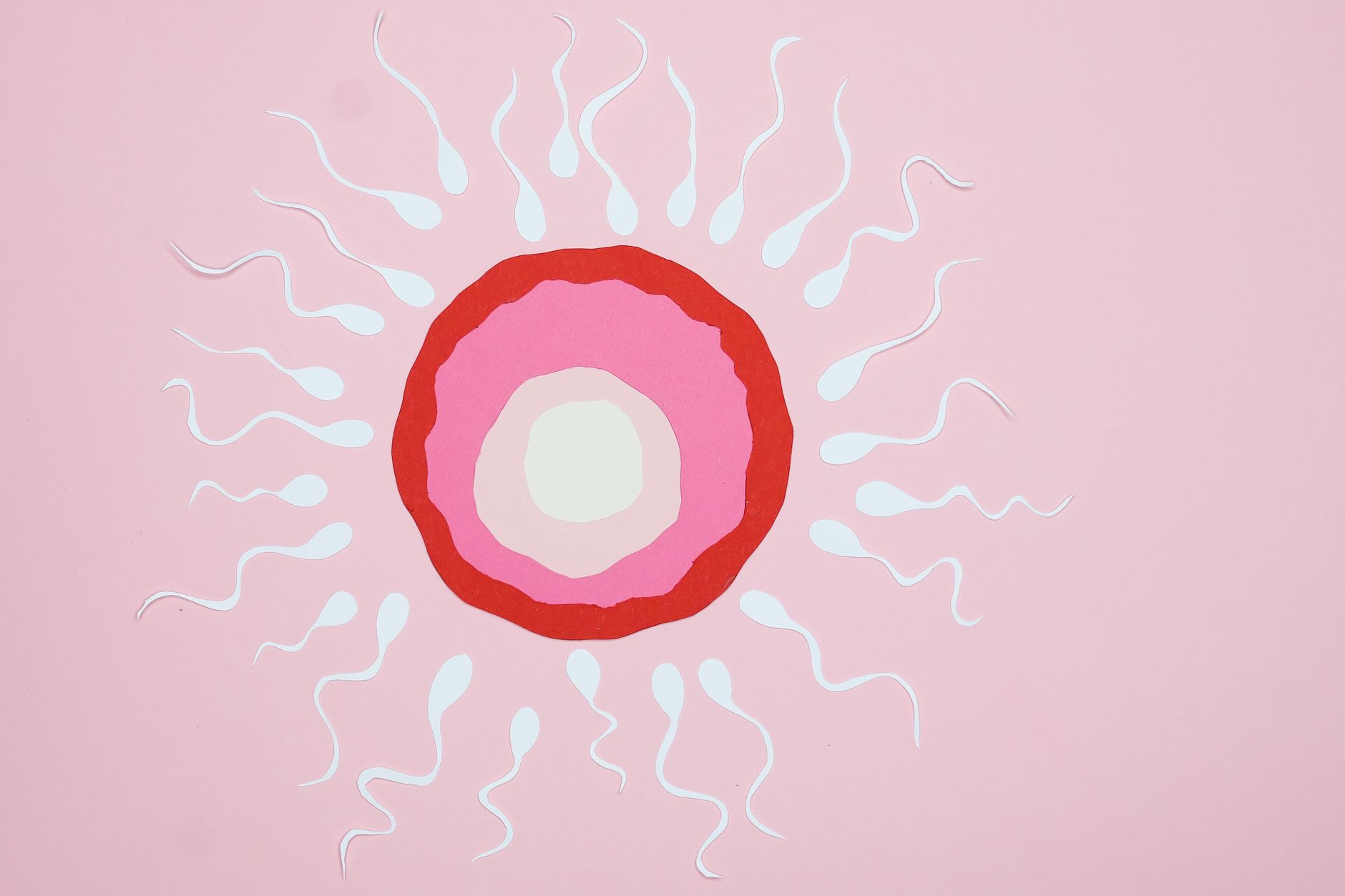 Comprendre le cycle de reproduction pour casser l'infestation
