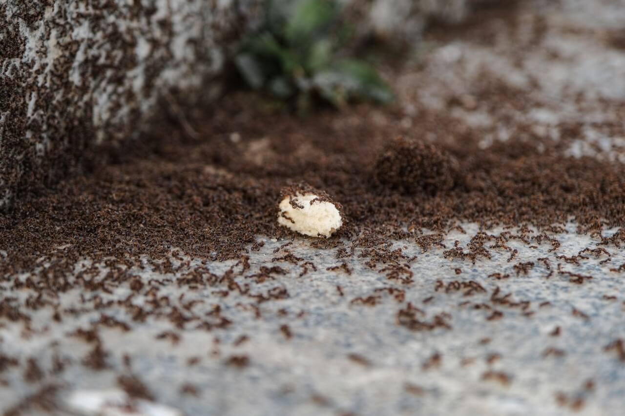Le sel fait-il vraiment fuir les fourmis ? Démêler le vrai du faux