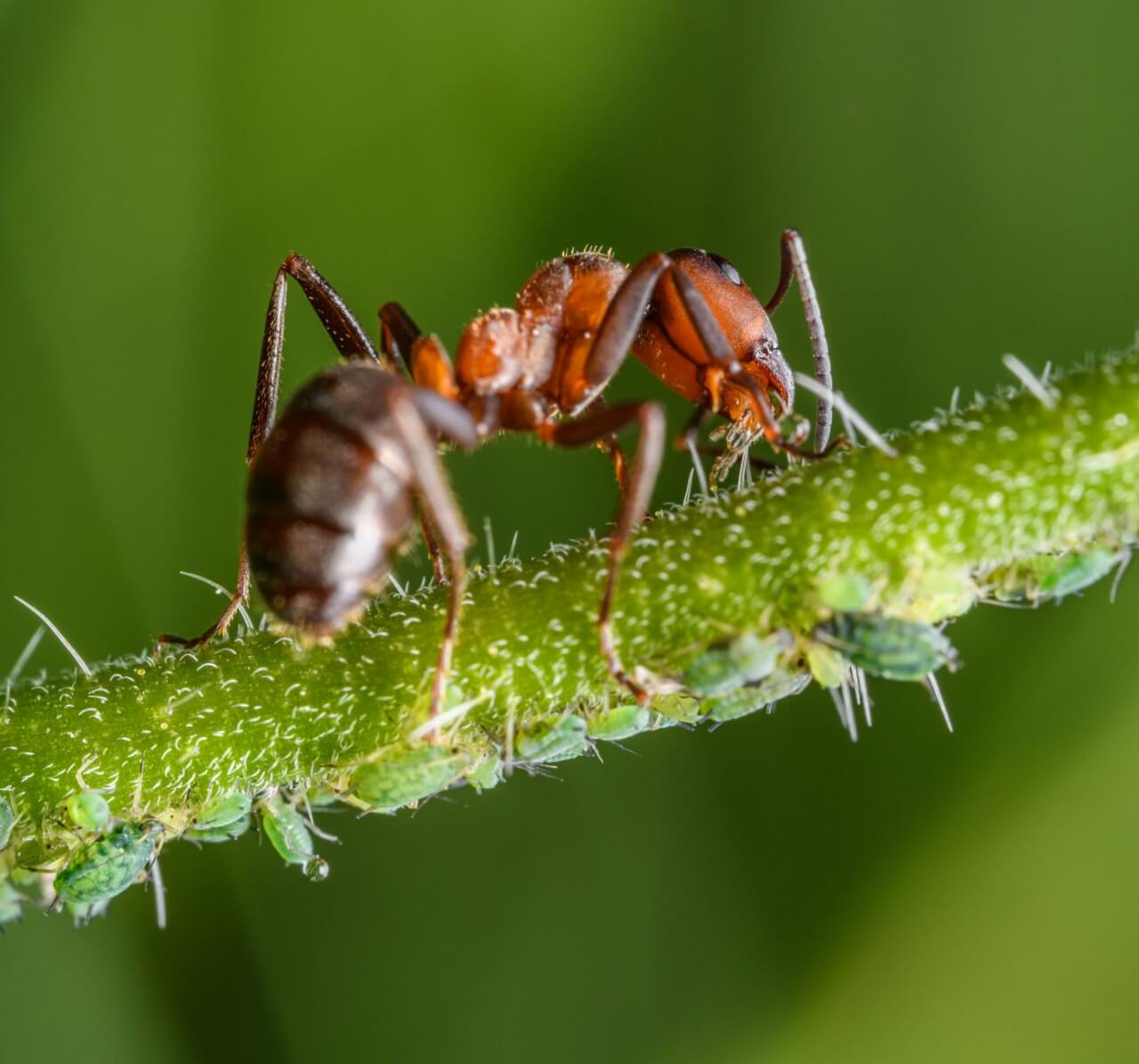Comment le sel agit sur les fourmis : osmose et perturbation des phéromones