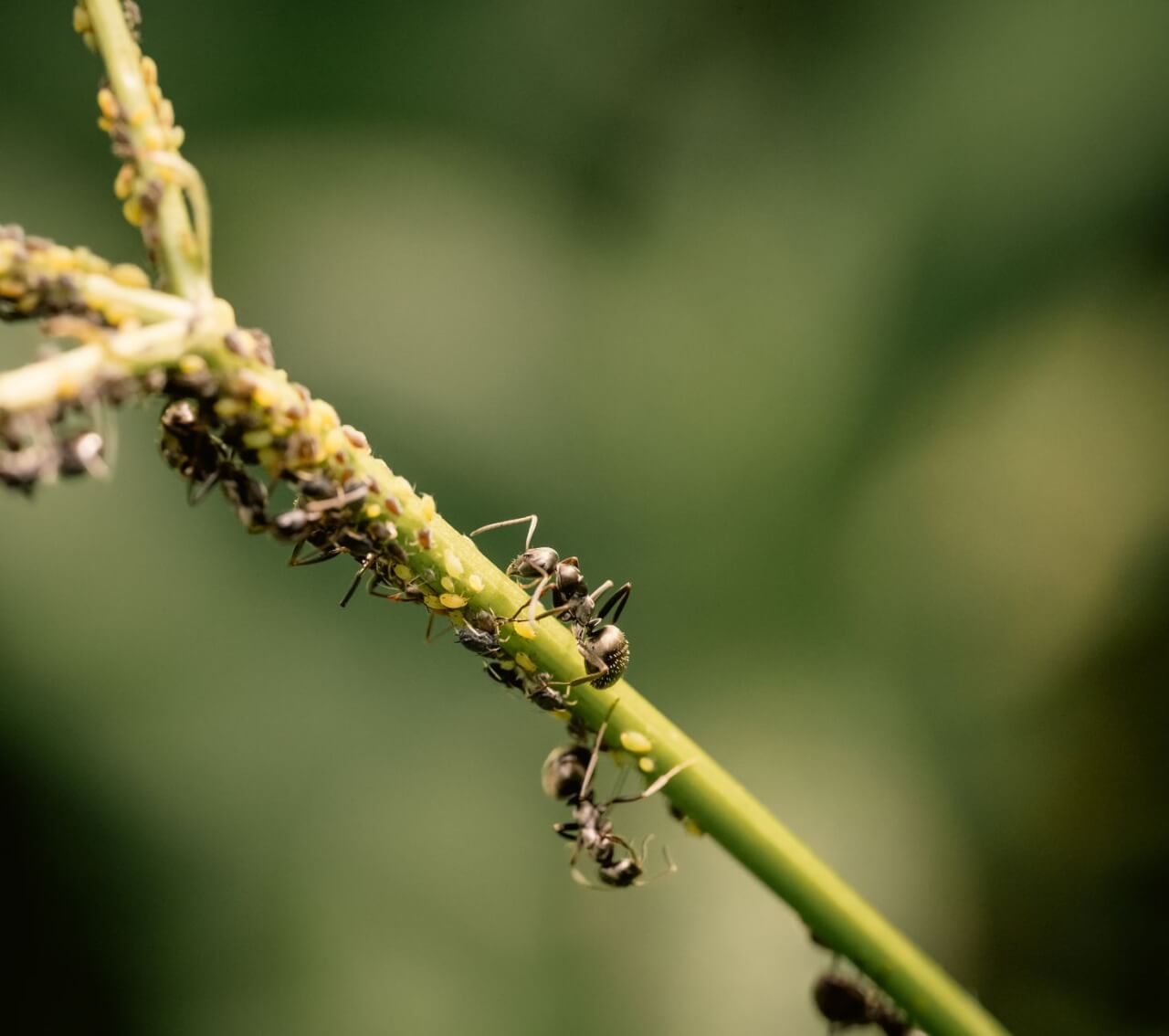 Fourmi et Sel : Mythe ou Vraie Solution Anti-Invasion ?