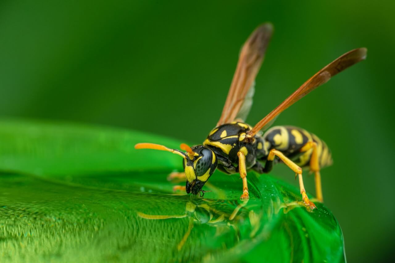 Frelon et Bourdon : le Guide pour Enfin les Différencier