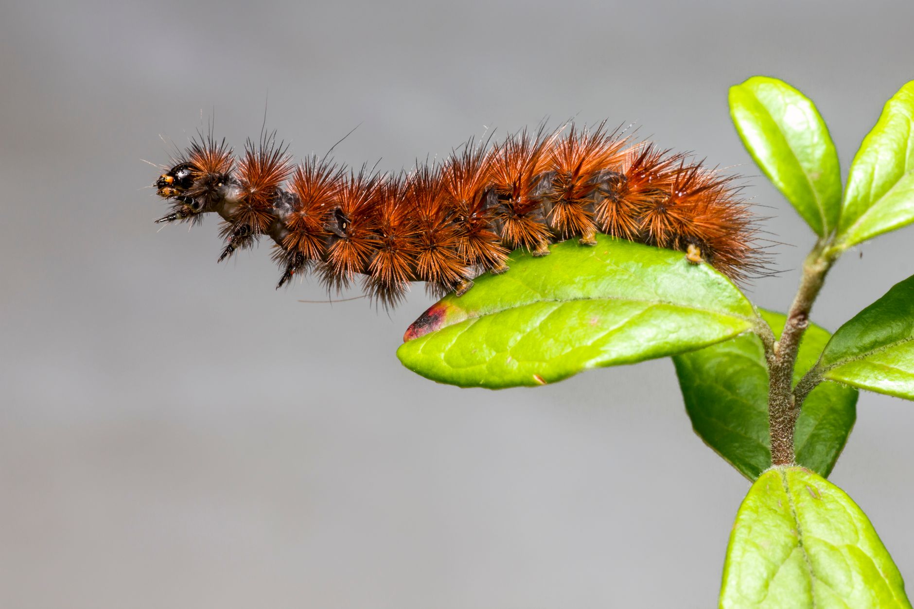 Les principales espèces de larves rouges et leur habitat intérieur