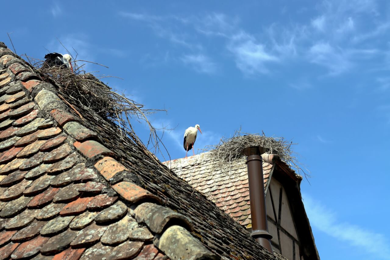 Ce qu'est vraiment un nid de pigeon : structure et matériaux