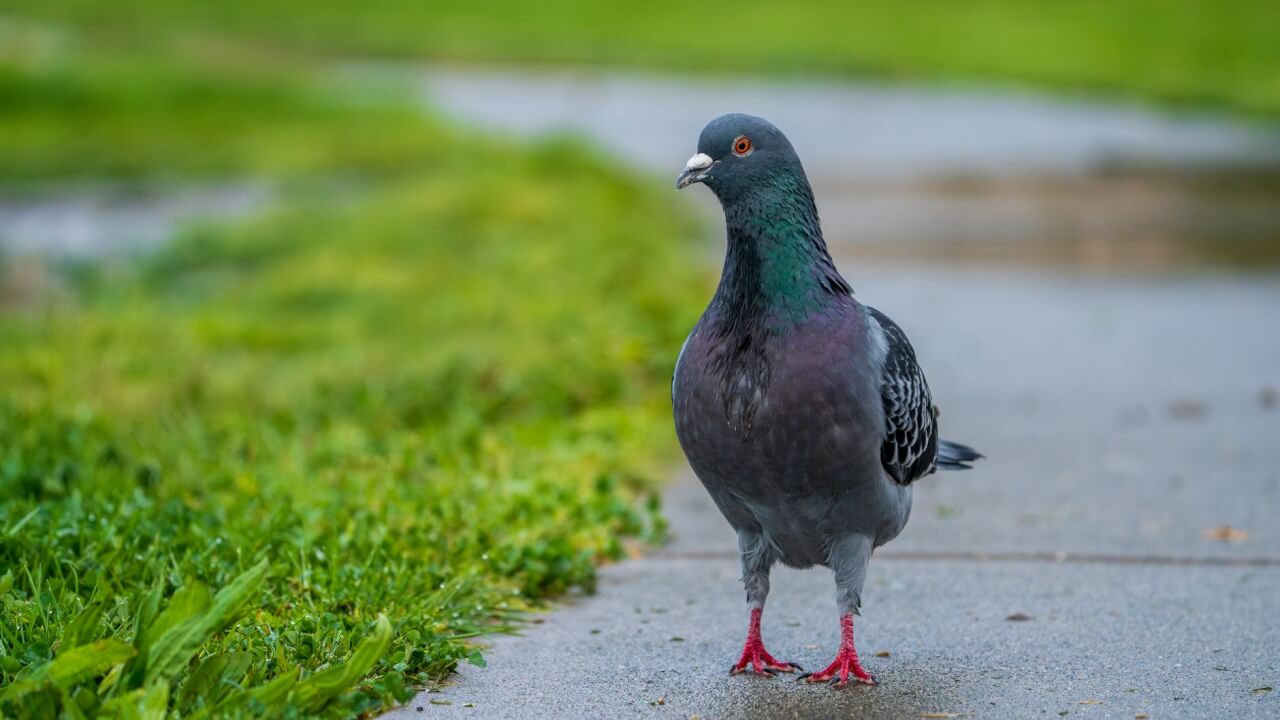 Pourquoi les pigeons choisissent certains endroits pour nicher