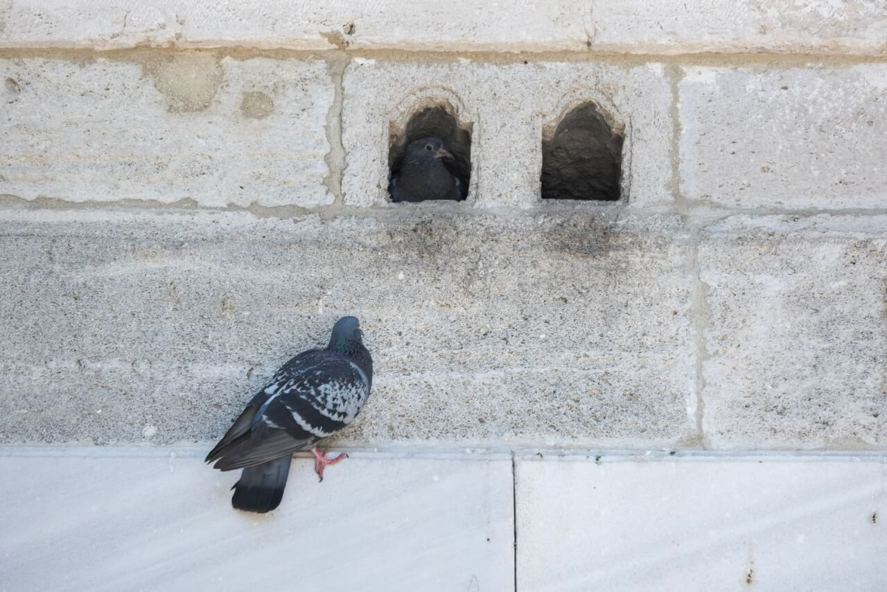 Nid de pigeon : structure, emplacements et risques réels