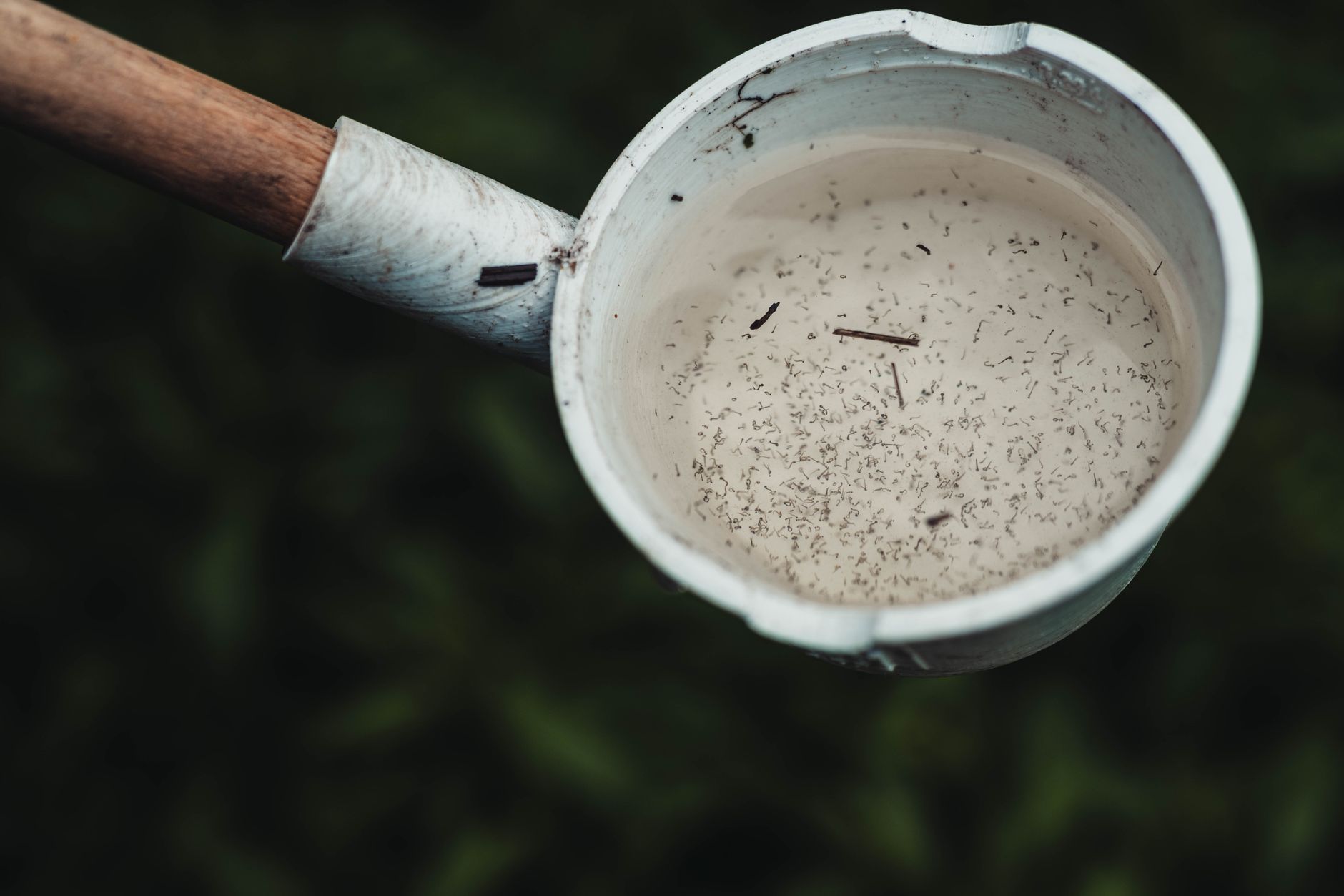 Le cycle de reproduction du moustique : de l'oeuf à l'adulte piqueur