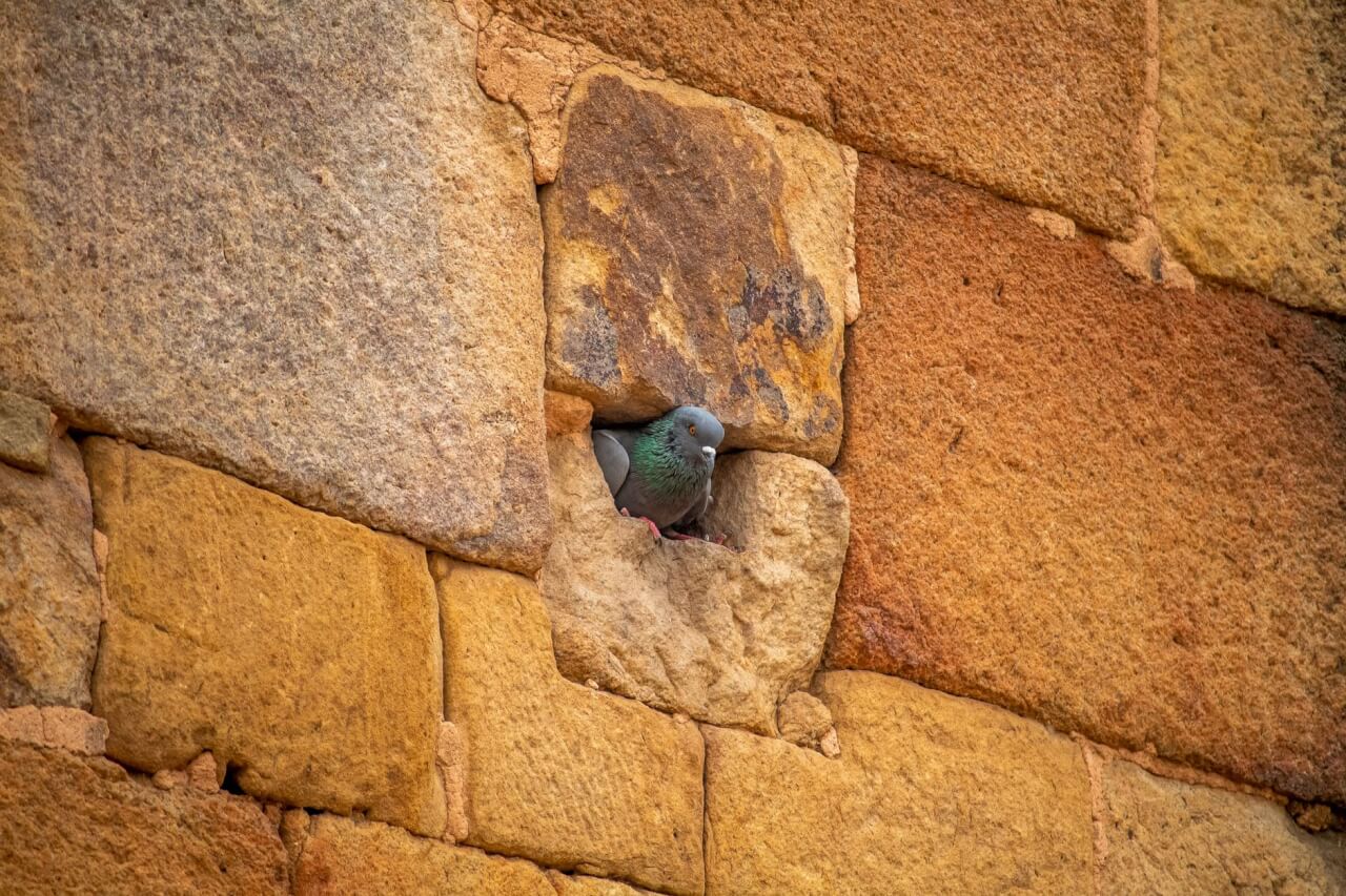 Comment le pigeon construit son nid : matériaux, technique et durée