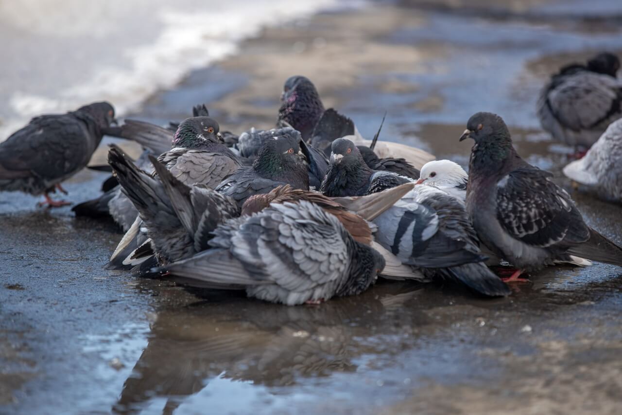 Où les pigeons nichent-ils en milieu urbain et périurbain