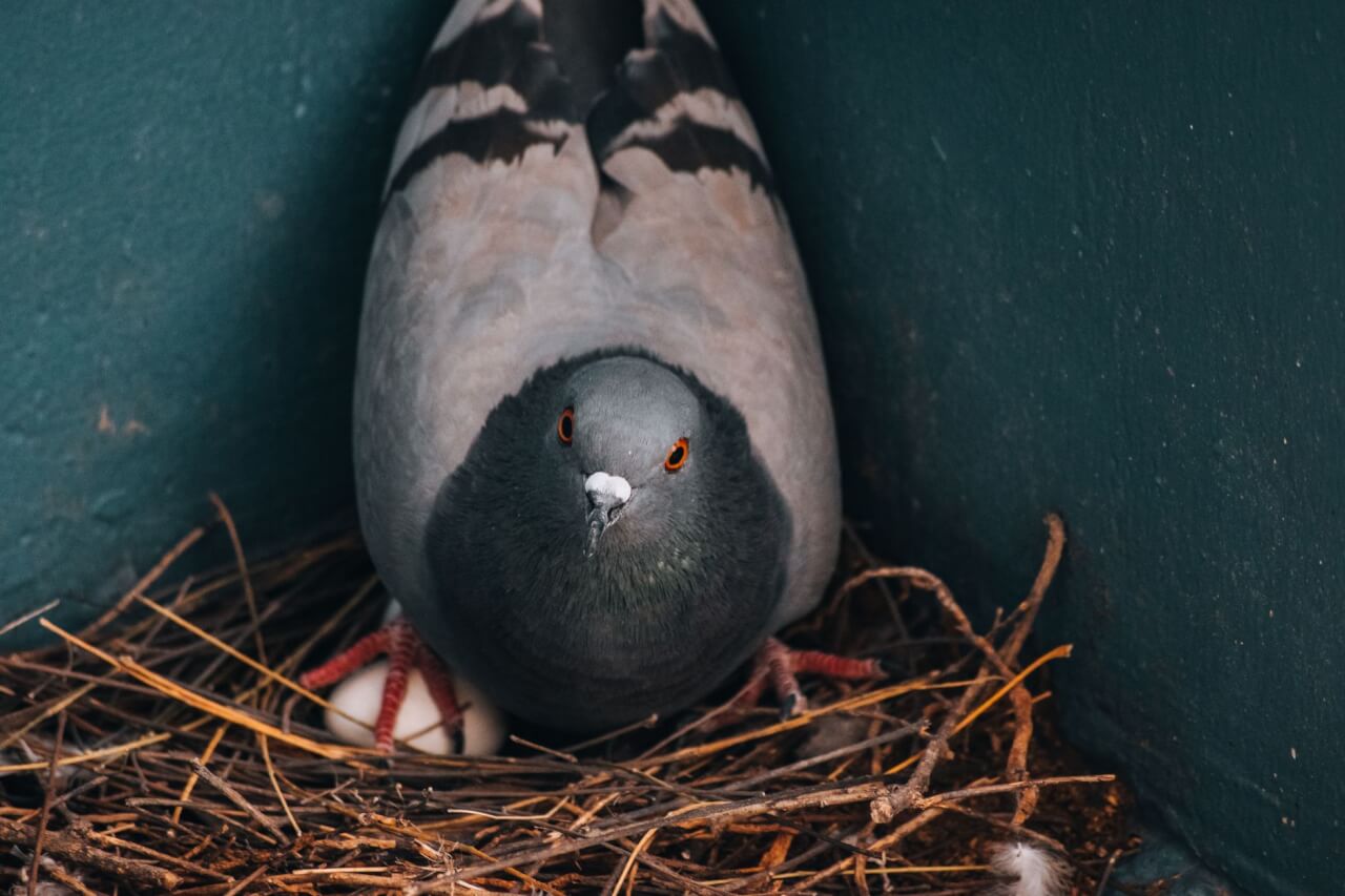 Le cycle de reproduction du pigeon : fréquence et saisonnalité