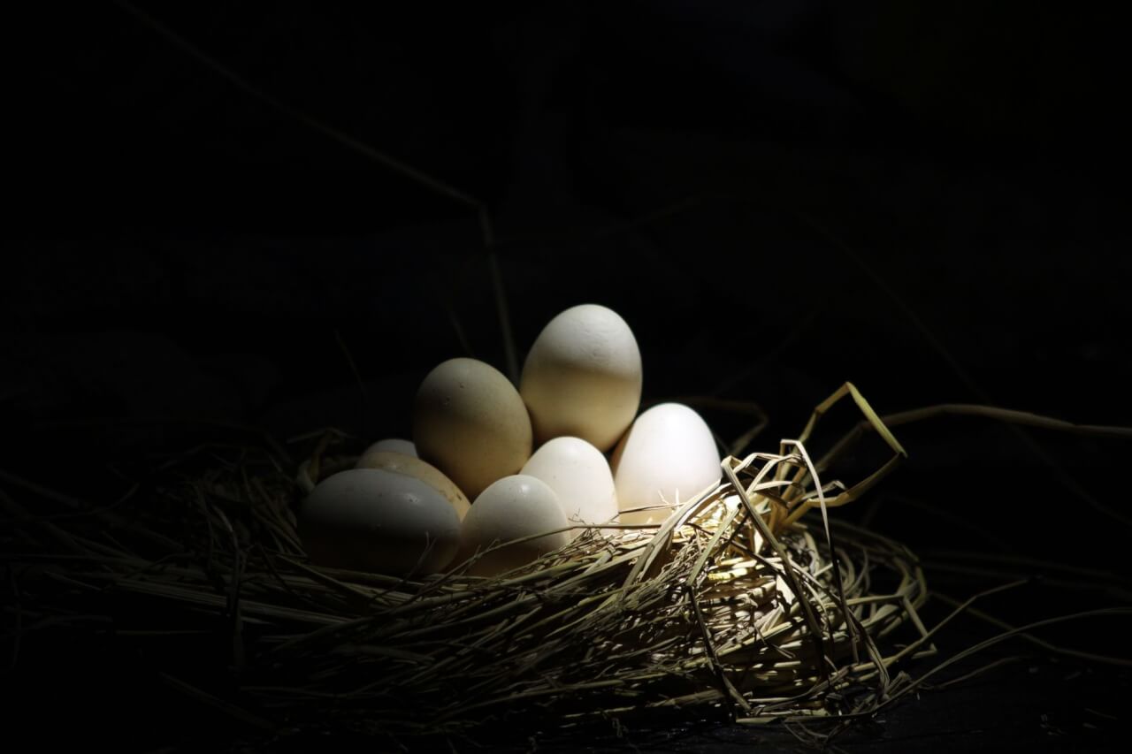 Le cycle de reproduction : de l'oeuf à l'adulte en moins de deux semaines