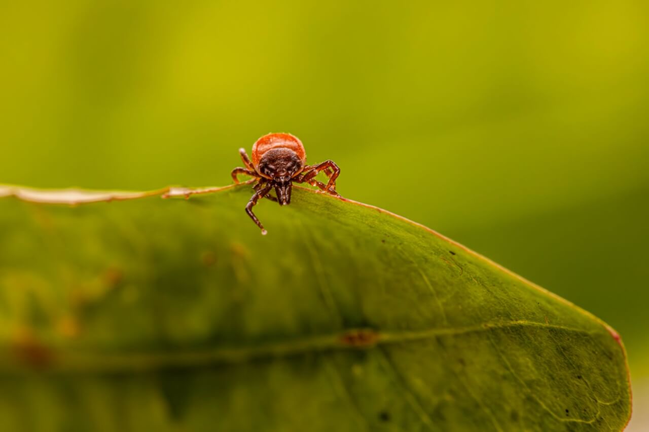 L'origine évolutive des puces : des insectes vieux de 165 millions d'années