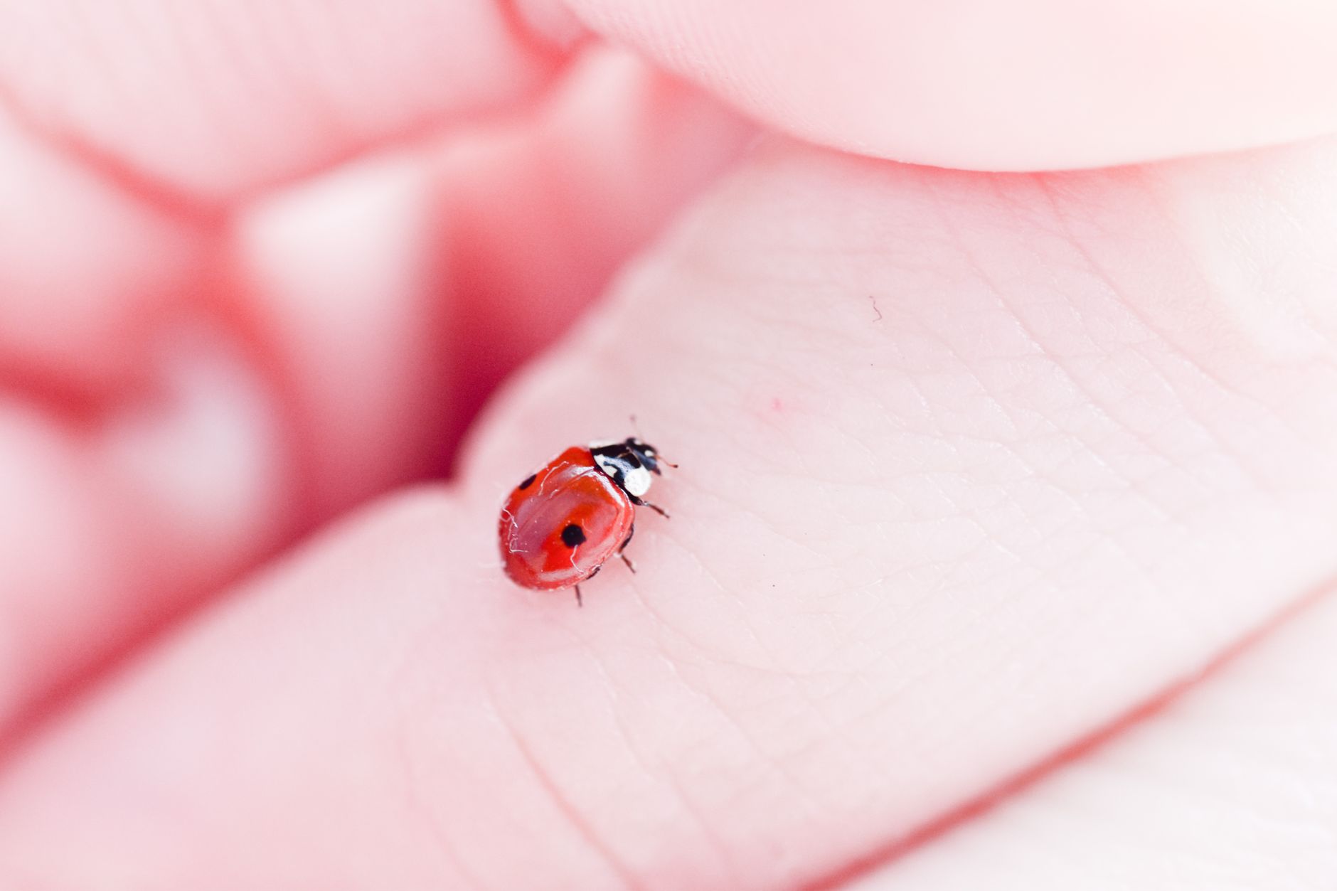 Trombidion soyeux : le point rouge inoffensif sur tes murs et terrasses