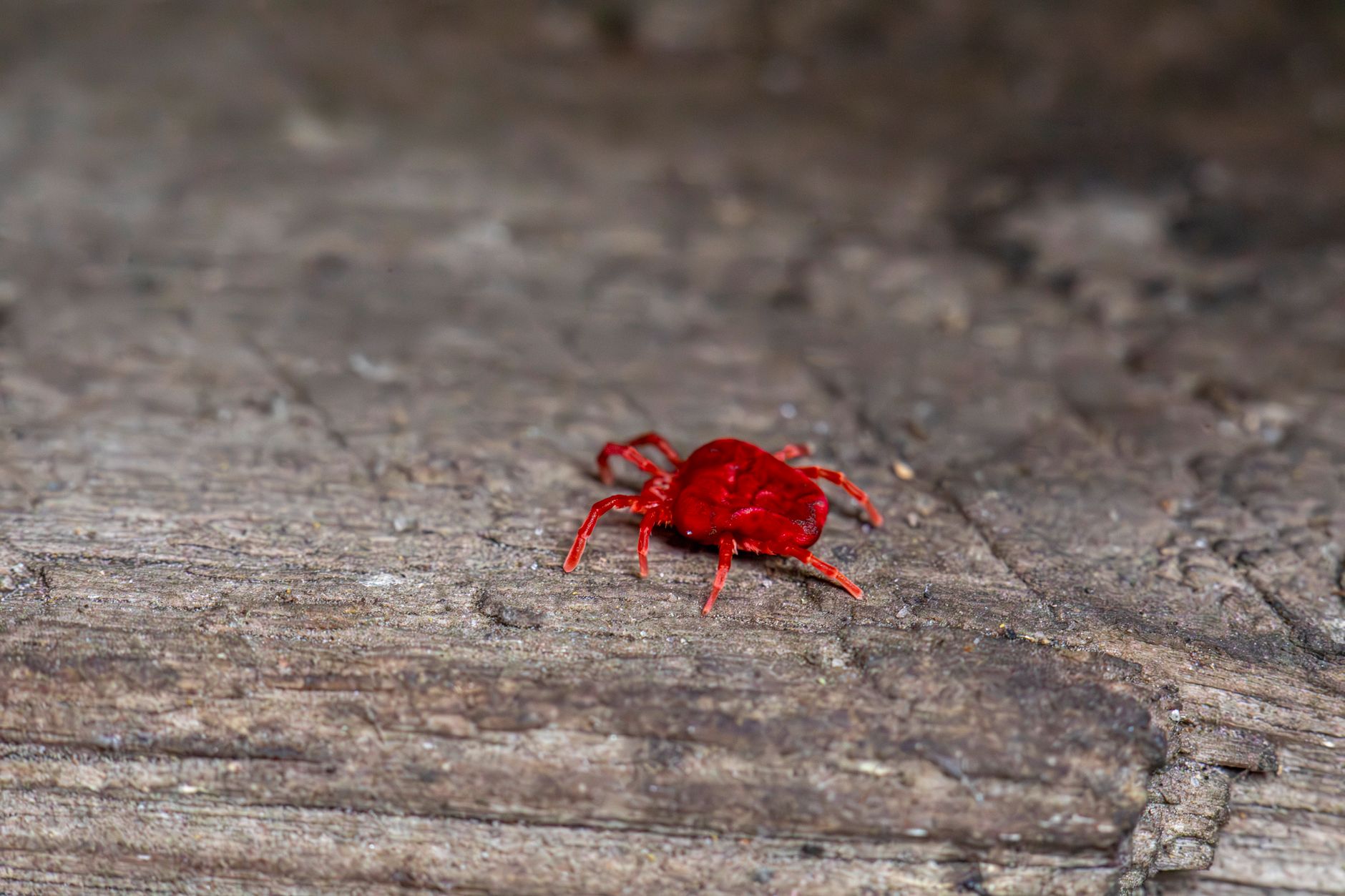 Identifier la petite bête rouge sur le béton : les trois espèces possibles
