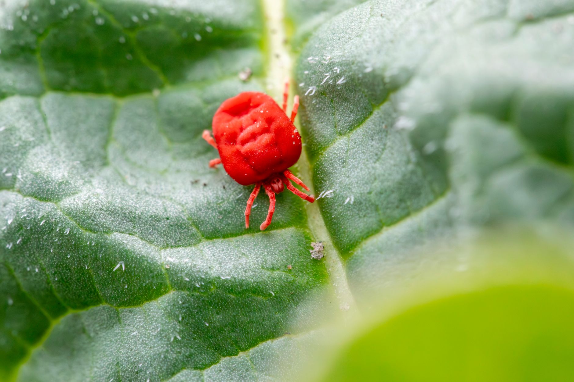 Pourquoi le béton attire-t-il spécifiquement les acariens rouges