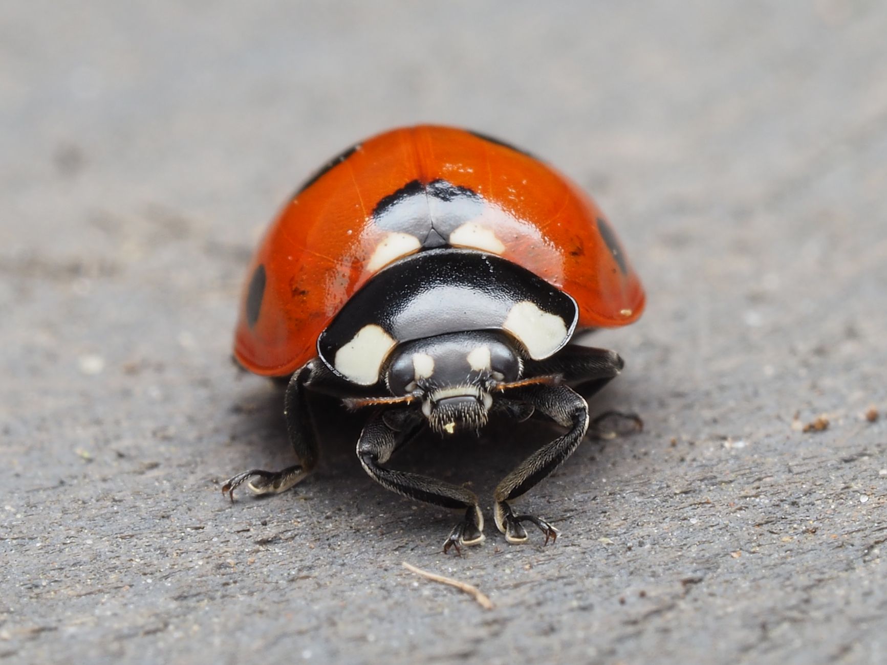 Petite Bête Rouge sur le Béton : Identification et Solutions
