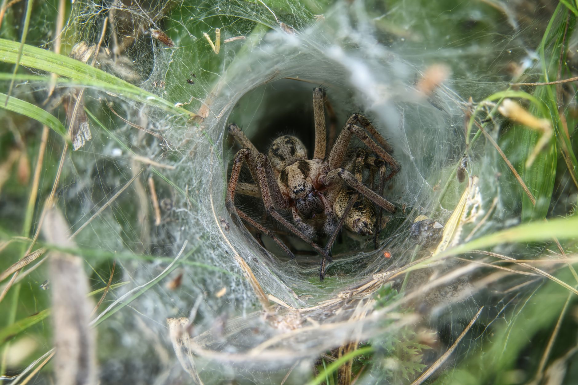 Piège à entonnoir en bouteille plastique : pour les grosses mouches