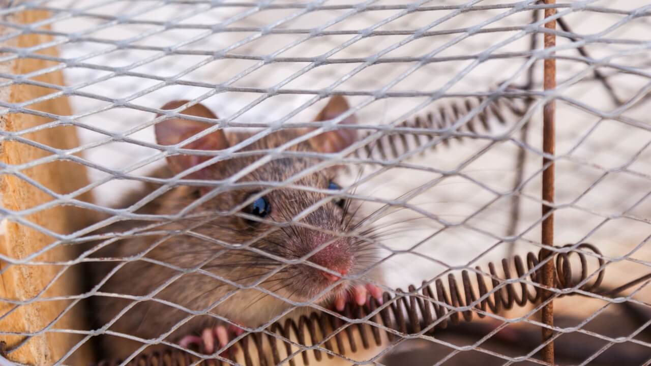 Pourquoi les pièges maison fonctionnent vraiment contre les mouches