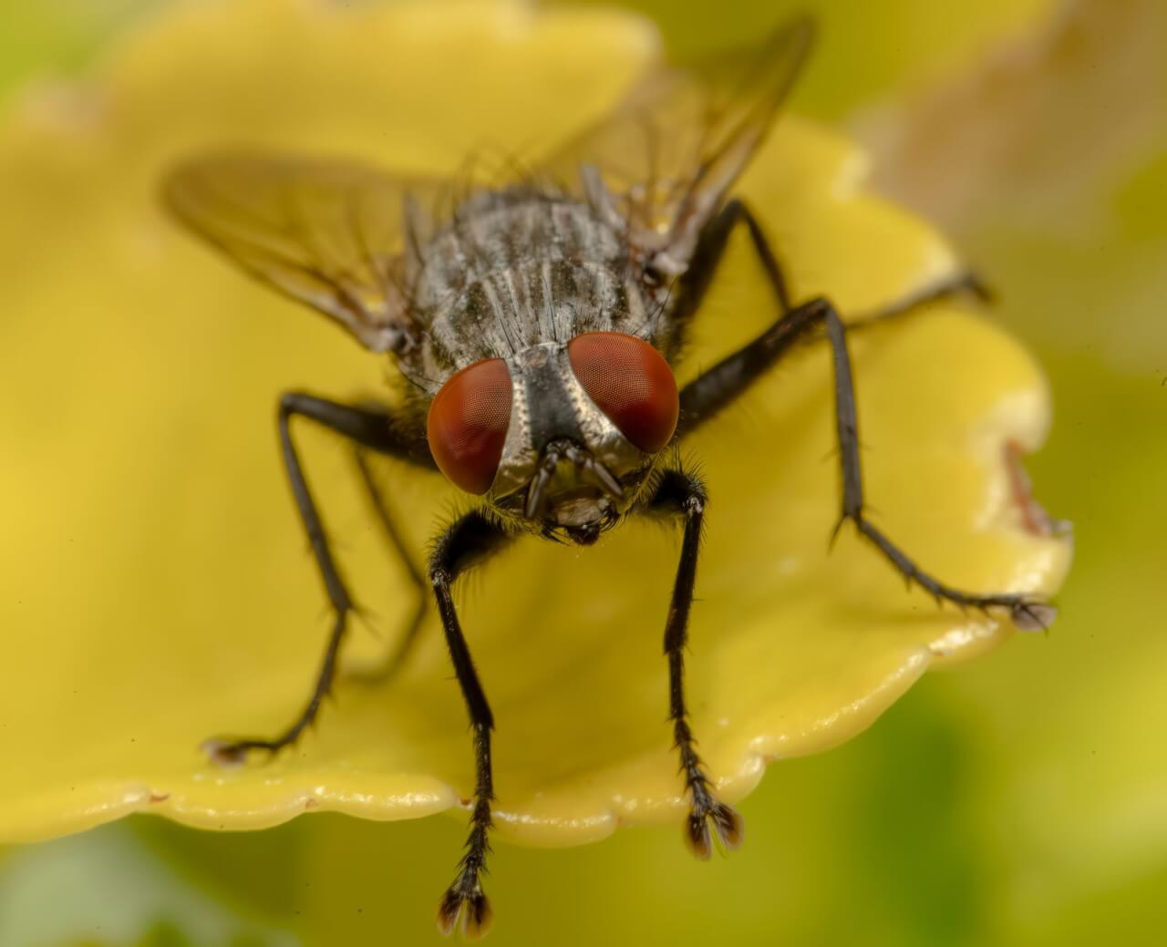 Les six types de pièges à mouches maison et leurs usages précis