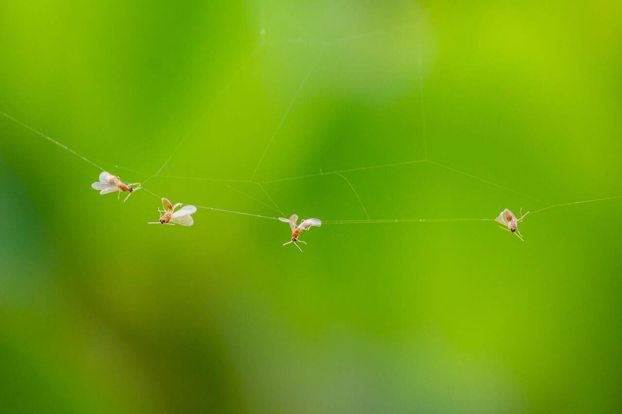 6 Pièges à Mouches Maison Redoutables : Fabriquez Votre Arme Secrète