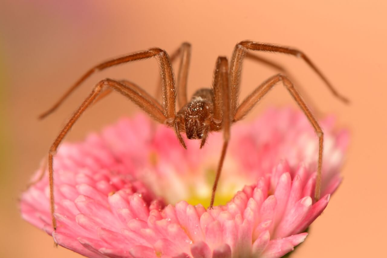 Comment reconnaître une piqûre d'araignée dans le lit