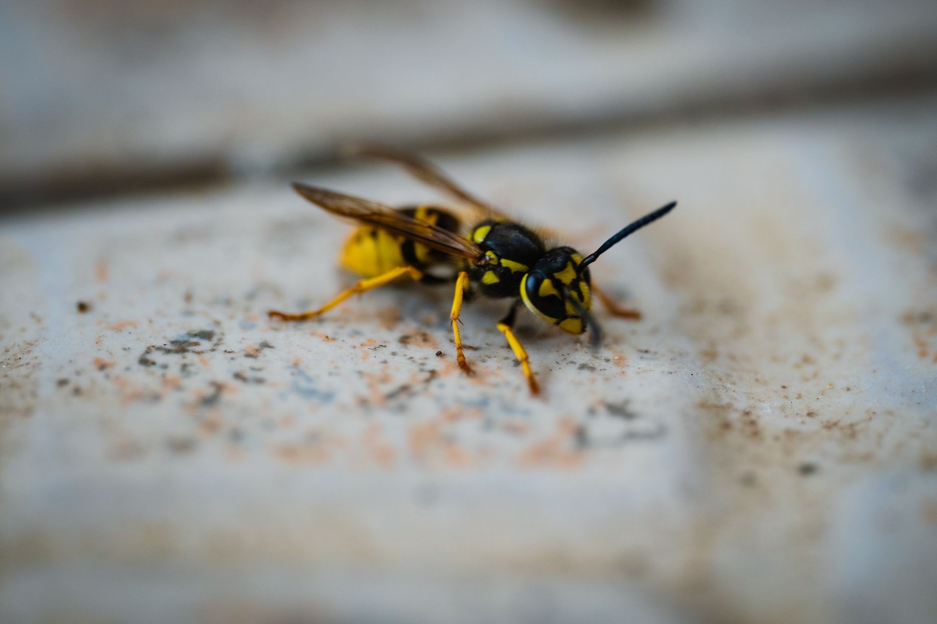 Piqûre de puce ou autre insecte : comment ne pas confondre