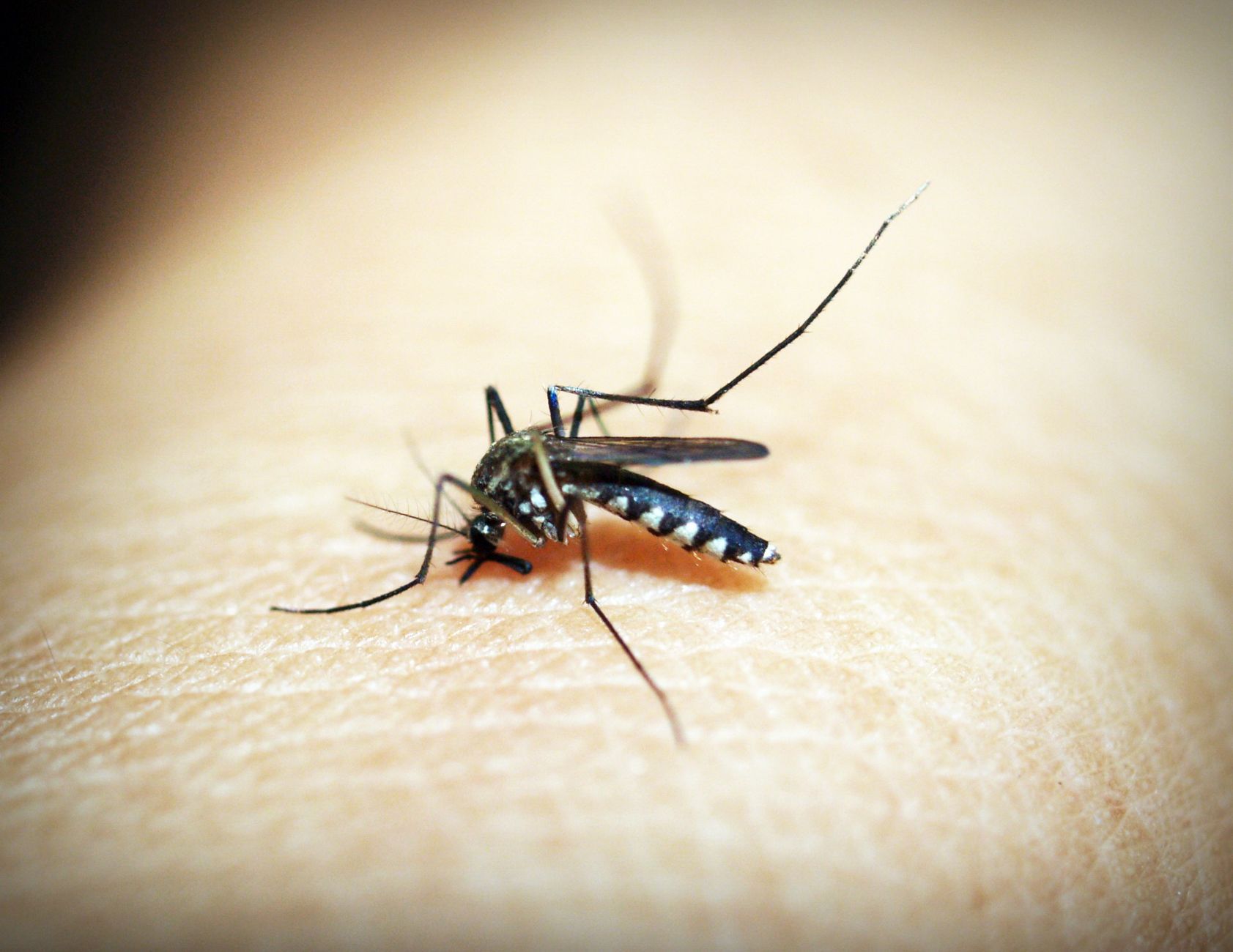 Piqûre de puce ou morsure d'autre insecte : le tableau comparatif pour trancher