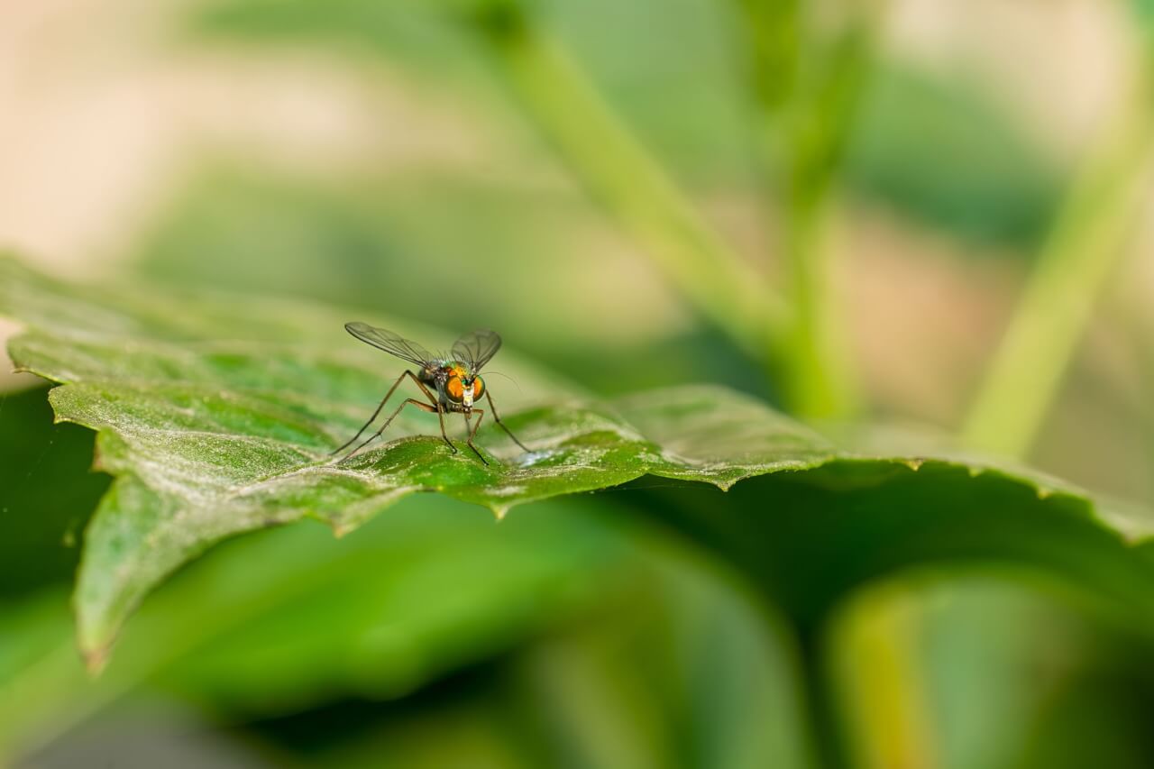 Pourquoi certaines plantes capturent les mouches : l'adaptation évolutive