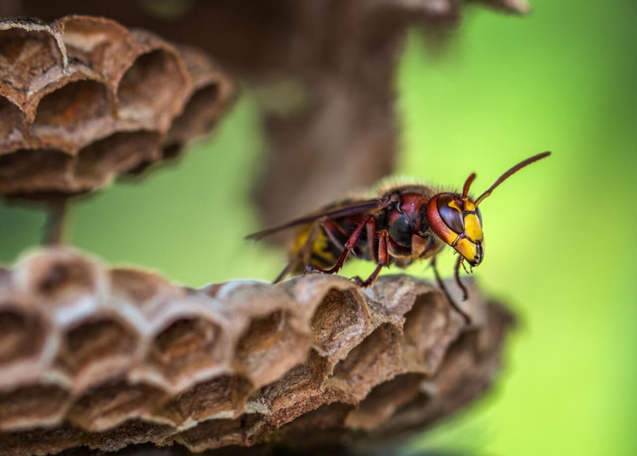 Les principaux mécanismes de capture chez les plantes qui mangent les mouches