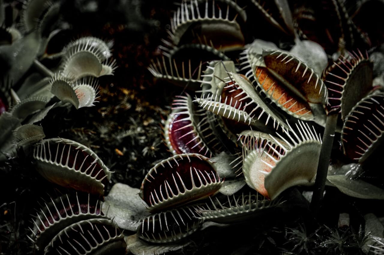 Ce que les plantes carnivores digèrent vraiment (et ce n'est pas surtout des mouches)